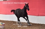 BPP_1890