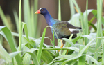 Purple galinule