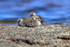 Steamerduck chicks huddled together, Carcass Island, Falklands