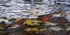 UNDER ICE #4 - NORFOLK COUNTY