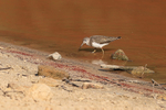 Green Sandpiper, Bandh...