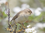 Chiffchaff - Phylloscopus collybita