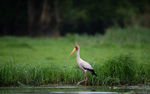 Yellow-billed stork