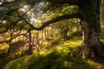 In the late summer light