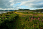 Rough Island, Kippford (11083944)