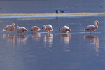 Chilean Flamingos