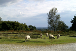 Ashdown Forest 01