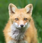 Red Fox Kit #4