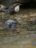 Dippers, North Wales