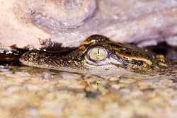 Baby Crocodile
