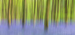 Bluebell Abstract
