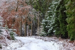Snowy Woodland Walk No. 2