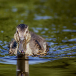 South Hill Park duck