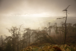 Out of the gloom