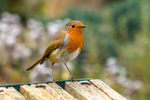 Robin-1494