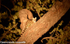 Large-spotted genet
