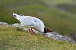 Black-headed Gull
