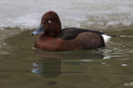 Ferruginous Duck portfolio