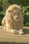 White Lion - Thabo (Paradise Wildlife Park)