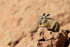 Sleepy Viscacha enjoying morning sun, Chile