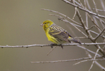 Canary.