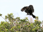 Double-crested Cormorant landing approach, Venice Rookery, Florida