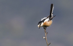 Masked Shrike