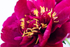 Red Peony - DSC_4680