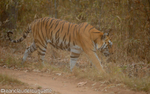 The tiger arrives slowly!!