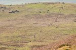 Black Combe-10