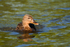 Mallard