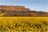 The Rapeseed Field, Binevenagh (IMG1209)