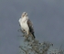 Common Buzzard