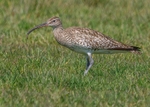 Whimbrel 1