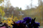 Flowers Set 05 - 03