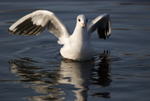 Black Headed Gull