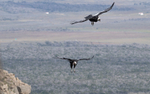 Andean Condors