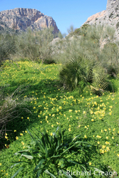 Winter Meadow, El Chorro