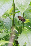 Thick-billed Seed-Finc...