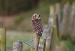 Short-eared Owl