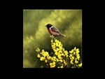 Stonechat on Whins
