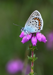 Silver-Studded Blue