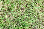 SBM_17529