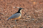 Egyptian Plover