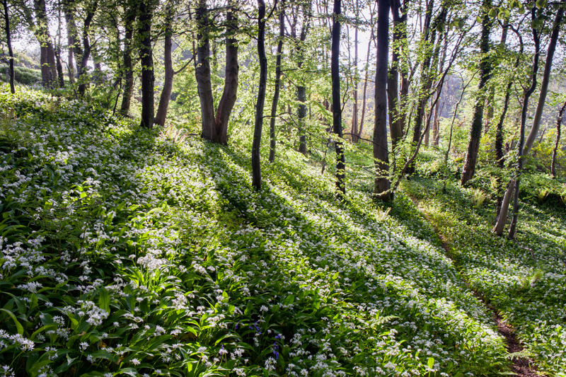 Woodland Wonderland