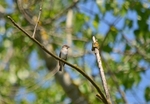 Spotted Flycatcher