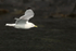 Close fly-past of Black-legged Kittiwake, Whittier, Alaska