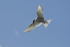 Arctic Tern