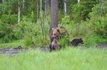 Brown Bear and cubs