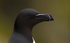 RAZORBILL, LUNGA, TRESHNISH ISLES